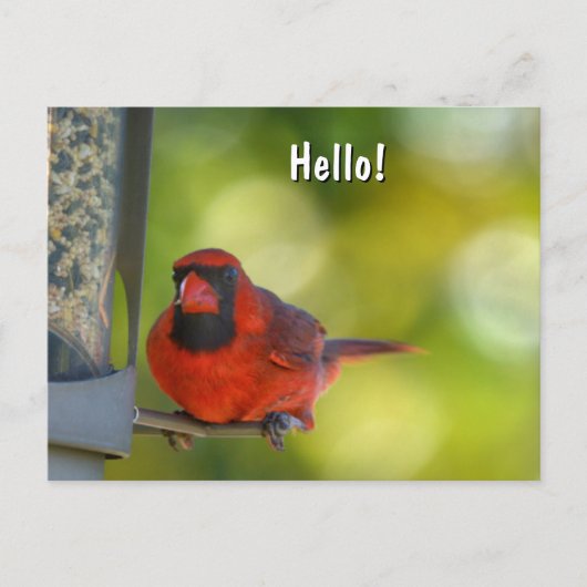 Red Cardinal at Birdfeeder Hangry Bird Briefkaart (Voorkant)