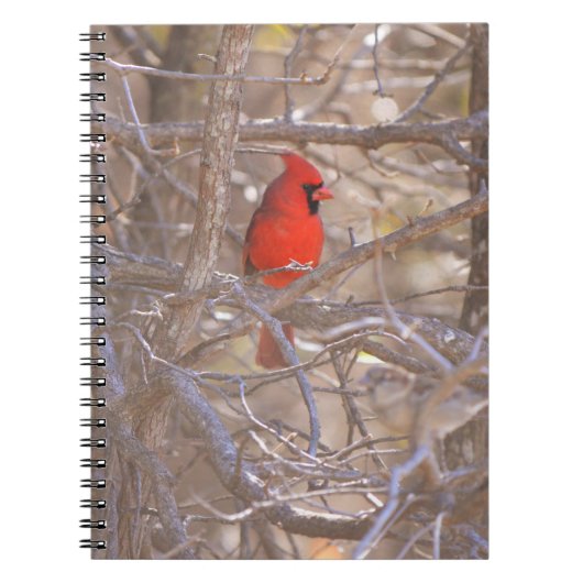 Red Cardinal Bird in Tree Notitieboek Journal (Voorkant)