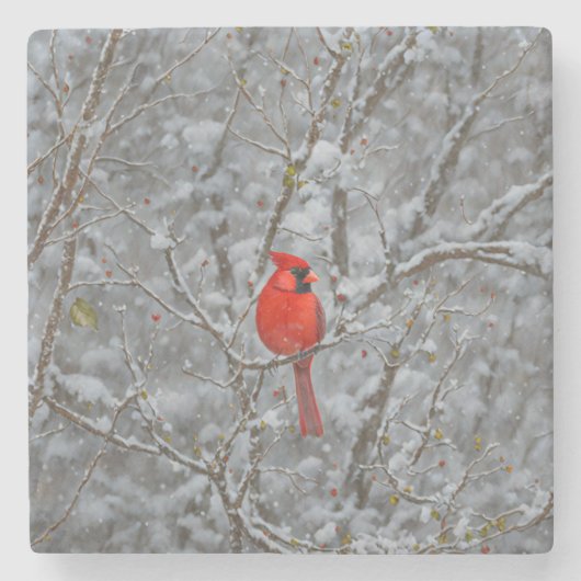Red Cardinal Bird Snow Onderzetter (Voorkant)
