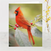 RED CARDINAL BIRTHDAY WENSKAART KAART (Gele Bloem)