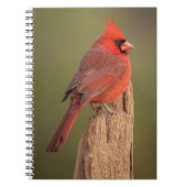 Red Cardinal Notitieboek (Voorkant)