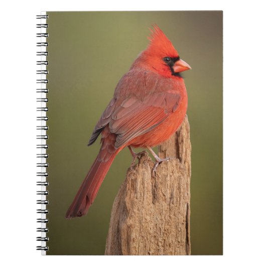 Red Cardinal  Notitieboek (Voorkant)