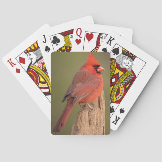 Red Cardinal Pokerkaarten