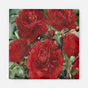 Red Carnance Flowers Magnet
