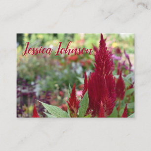 Red Celosia Flower Floral Natuur Tuinfoto Visitekaartje