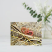 Red Centipede Geophilomorpha (strigamia) Briefkaart (Staand voorkant)
