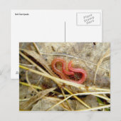 Red Centipede Geophilomorpha (strigamia) Briefkaart (Voorkant / Achterkant)