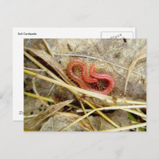 Red Centipede Geophilomorpha (strigamia) Briefkaart (Voorkant / Achterkant)