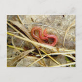 Red Centipede Geophilomorpha (strigamia) Briefkaart (Voorkant)