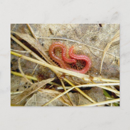 Red Centipede Geophilomorpha (strigamia) Briefkaart (Voorkant)