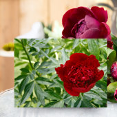 Red Charm Peony Briefkaart