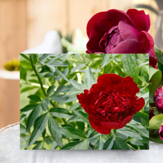 Red Charm Peony Briefkaart
