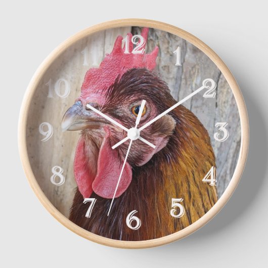 Red Chicken Hen Photo (Voorkant)