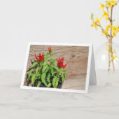 Red Chili Pepper Plant Display Kaart (Gele Bloem)