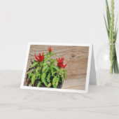 Red Chili Pepper Plant Display Kaart (Voorkant)