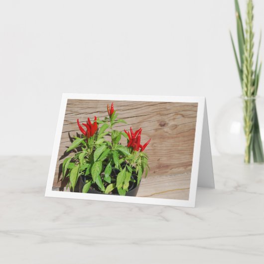 Red Chili Pepper Plant Display Kaart (Voorkant)