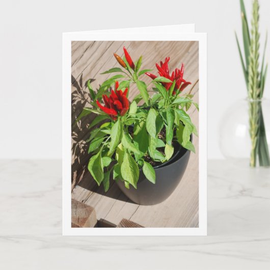 Red Chili Pepper Plant in Pot Kaart (Voorkant)