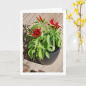 Red Chili Pepper Plant in Pot Kaart (Gele Bloem)