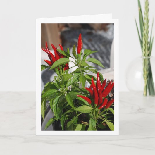 Red Chili Pepper Plant Kaart (Voorkant)