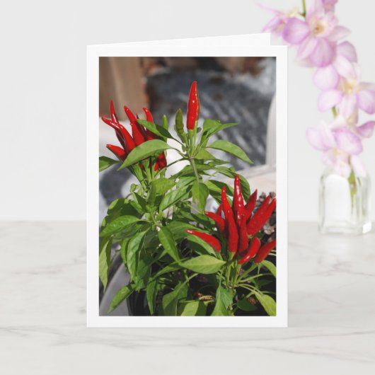 Red Chili Pepper Plant Kaart (Orchidee)