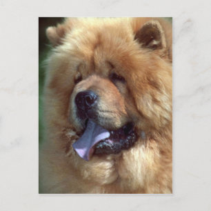 Red Chow Briefkaart