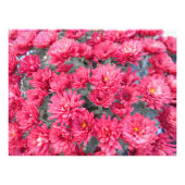 Red Chrysanthemum Flowers Foto Afdruk (Voorkant)