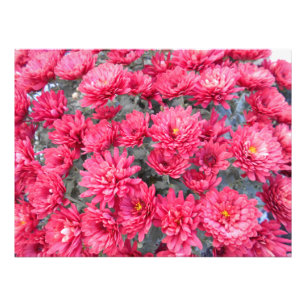 Red Chrysanthemum Flowers Foto Afdruk