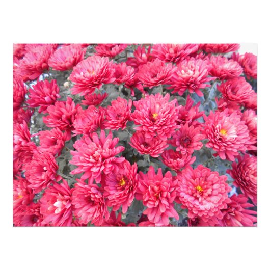 Red Chrysanthemum Flowers Foto Afdruk (Voorkant)