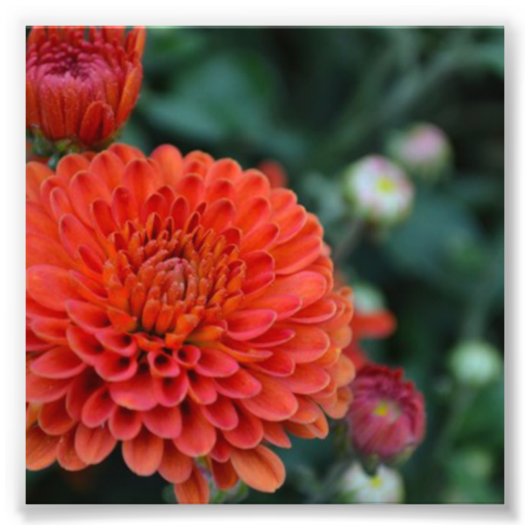 Red Chrysanthemum Foto Afdruk (Voorkant)