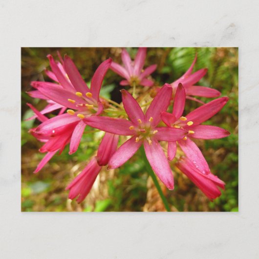 Red Clintonia Flowers in Redwood Briefkaart (Voorkant)