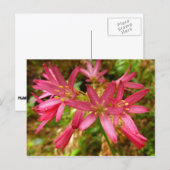 Red Clintonia Flowers in Redwood Briefkaart (Voorkant / Achterkant)