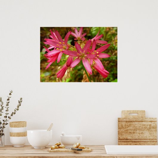 Red Clintonia Flowers in Redwood Poster (Keuken)