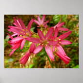 Red Clintonia Flowers in Redwood Poster (Voorkant)