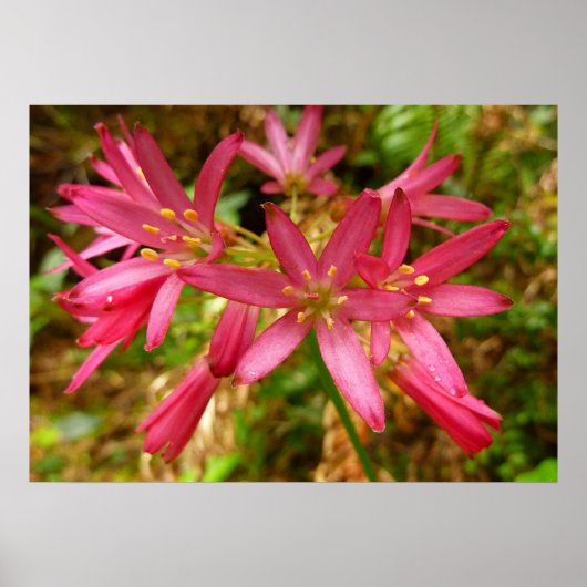 Red Clintonia Flowers in Redwood Poster (Voorkant)