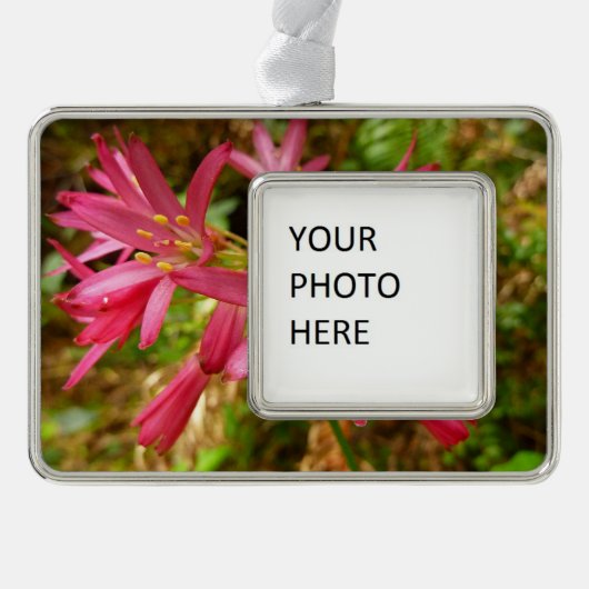 Red Clintonia Flowers in Redwood Verzilverd Omlijst Ornament (Voorkant)