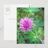 Red Clover Blossom 2 Briefkaart (Voorkant / Achterkant)