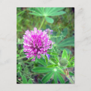 Red Clover Blossom 2 Briefkaart
