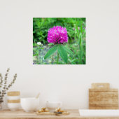 Red Clover Blossom 3 Poster (Keuken)