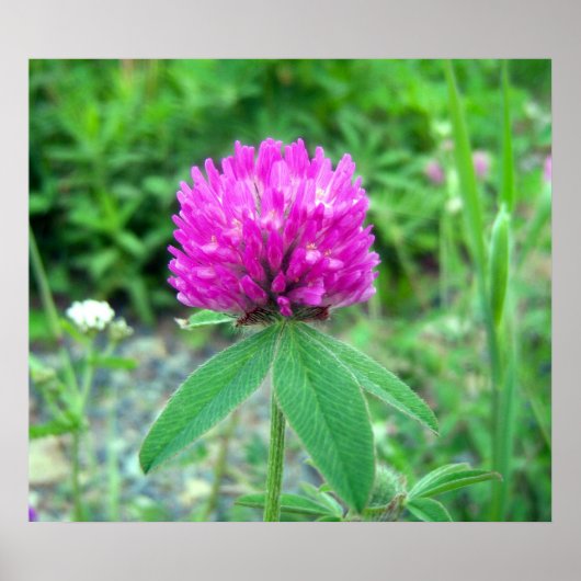 Red Clover Blossom 3 Poster (Voorkant)