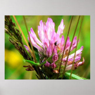 Red Clover Print