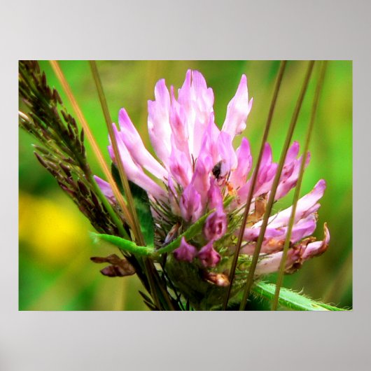Red Clover Print (Voorkant)