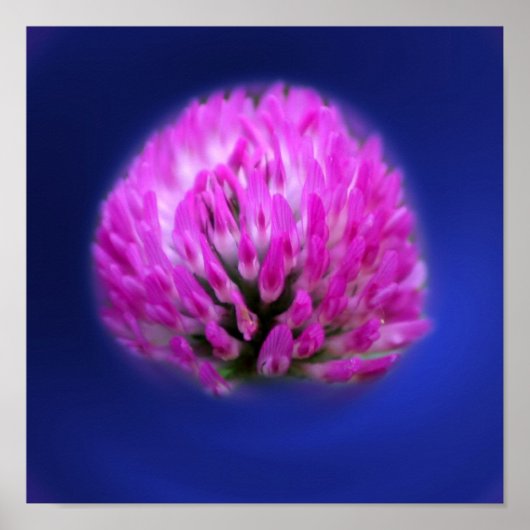 Red Clover Wildflower Poster (Voorkant)