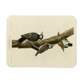 Red-Cockaded Woodpecker Audubon's Birds of America Magneet (Horizontaal)