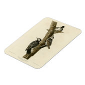 Red-Cockaded Woodpecker Audubon's Birds of America Magneet (Linkerzijde)