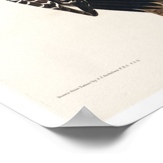 Red-Cockaded Woodpecker door het Poster van Audubo (Hoek)