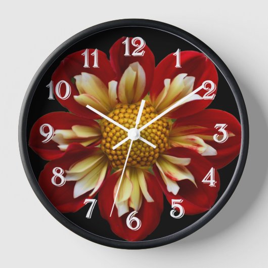 Red Collarette Dahlia op Black Floral (Voorkant)