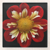 Red Collarette Dahlia op Black Floral Glazen Onderzetter (Voorkant)