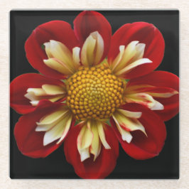 Red Collarette Dahlia op Black Floral Glazen Onderzetter