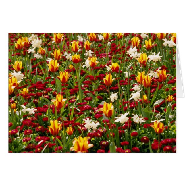 Red Colorful High Park in Spring, Toronto, Canada (Voorkant Horizontaal)