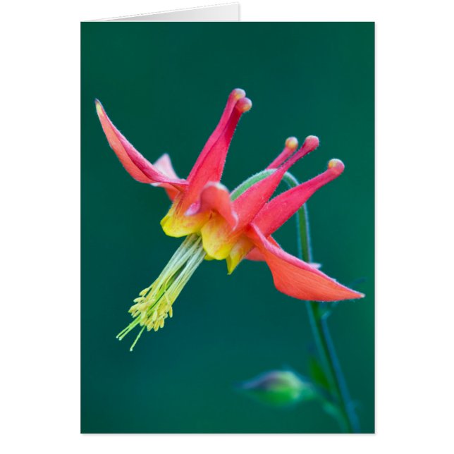 Red Columbine (Voorkant)